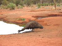 Emu drinking at Jutson Well, Great Central Road